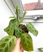 maranta light veins plant 3, Huis en Inrichting, Kamerplanten, Overige soorten, Minder dan 100 cm, Ophalen of Verzenden, Halfschaduw