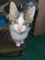 Aangeboden cyperse katertje, Dieren en Toebehoren, Katten en Kittens | Overige Katten, Kater