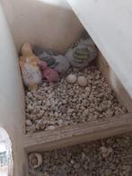 Parkietjes tegen een kleine vergoeding mag je het ophalen, Meerdere dieren, Eend