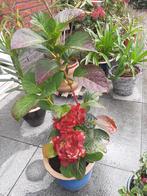 prachtige Hortensia's, Tuin en Terras, Ophalen of Verzenden, Overige soorten, Halfschaduw