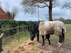 Hulp op stal gezocht, enkele uren,  box vrij op kleine stal