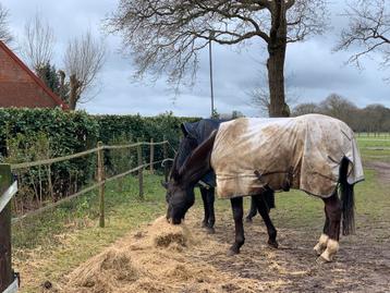 Hulp op stal gezocht, enkele uren,  box vrij op kleine stal beschikbaar voor biedingen