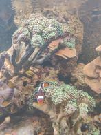 Hamer koraal, Overige typen, Zoutwatervis