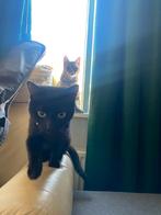 Lieve katten zoeken een nieuw baasje, Dieren en Toebehoren, Poes, 0 tot 2 jaar