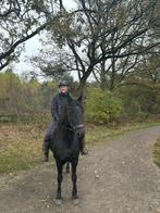 Mooi merrie met veel potentie, Dieren en Toebehoren, Paarden, Merrie, Dressuurpaard, Gechipt, 7 tot 10 jaar
