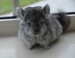 2 chinchilla's standaard angora bokje + beige bokje, Dieren en Toebehoren, Knaagdieren, Juni, Mannelijk, Chinchilla