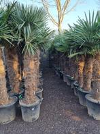 Trachycarpus fortunei palmboom, palmbomen, palm, palmboom, Halfschaduw, Zomer, Vaste plant, Ophalen of Verzenden