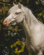 A pony’s voor lease beschikbaar, Dieren en Toebehoren, Ophalen