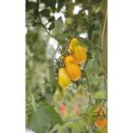 Yellow Pearshaped Tomaat Zaden - 10 stuks, Ophalen of Verzenden, Voorjaar, Volle zon, Zaad