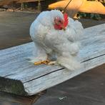 Cochin parelgrijs koekoek haantje, Dieren en Toebehoren, Pluimvee, Mannelijk, Kip