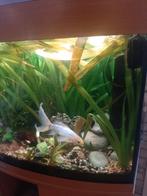 Te koop Vallisneria Giganthea aquarium plant, Dieren en Toebehoren, Vissen | Aquaria en Toebehoren, Ophalen of Verzenden, Nieuw