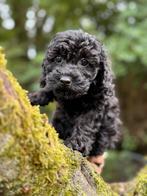 Maltipoo pups in choco kleur, zwart en abricot.