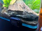 Pleco koppel., Dieren en Toebehoren, Zoetwatervis