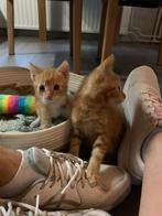 1 lieve kitten (rode kater) geef jij hem fijn huisje?, Dieren en Toebehoren, Katten en Kittens | Raskatten | Korthaar, Meerdere dieren