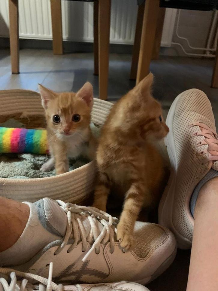 1 lieve kitten (rode kater) geef jij hem fijn huisje?, Dieren en Toebehoren, Katten en Kittens | Raskatten | Korthaar, Meerdere dieren