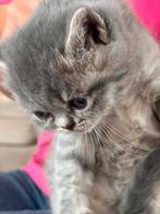 Korte Brit haar, Poes