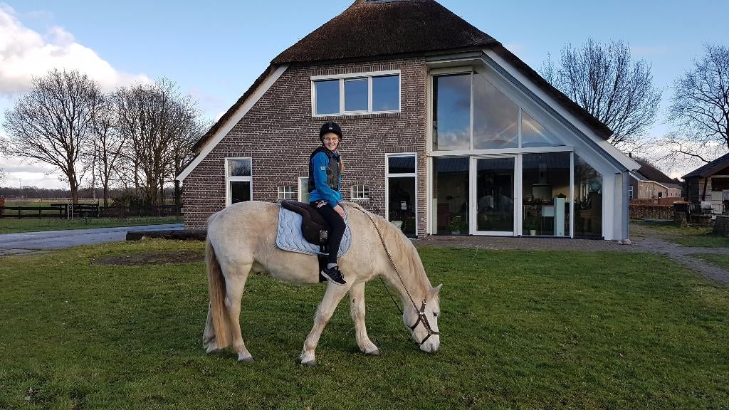 D-pony bomproof, Dieren en Toebehoren, Pony's, Met stamboom, Ruin, Niet van toepassing, 11 jaar of ouder