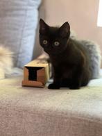 Kittens zwart poesje, Poes, Kortharig, 0 tot 2 jaar