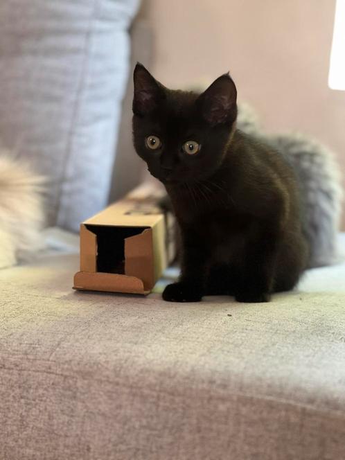 Kittens zwart poesje, Dieren en Toebehoren, Katten en Kittens | Overige Katten, Kortharig, Poes, 0 tot 2 jaar