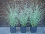 Miscanthus sinensis 'Morning Light' (Prachtriet, Bontbladig, Tuin en Terras, Planten | Tuinplanten, Ophalen, Volle zon, Vaste plant