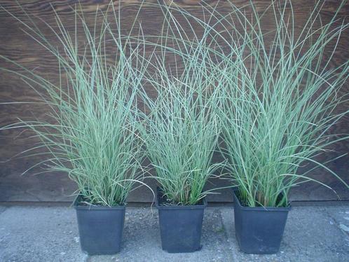 Miscanthus sinensis 'Morning Light' (Prachtriet, Bontbladig, Tuin en Terras, Planten | Tuinplanten, Vaste plant, Siergrassen, Volle zon
