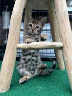 Prachtige bengalse kitten met stamboom!, Dieren en Toebehoren, Poes, 0 tot 2 jaar