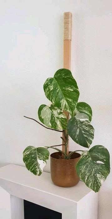 Monstera variegata plant beschikbaar voor biedingen