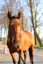 KWPN Merrie 155cm, Merrie, Minder dan 160 cm, L, 11 jaar of ouder
