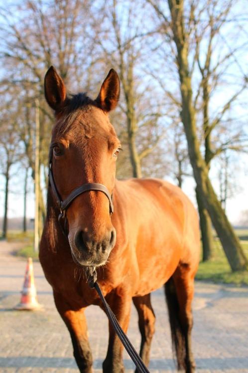 KWPN Merrie 155cm, Dieren en Toebehoren, Paarden, Merrie, L, Minder dan 160 cm, 11 jaar of ouder, Recreatiepaard, Ontwormd
