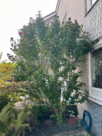 Hibiscus boompje met roze bloemen beschikbaar voor biedingen