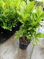 Laurier Caucasica - 60/80cm - 5L Pot, Ophalen, Laurier, Haag, Minder dan 100 cm