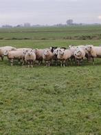 Drachtige ooilammeren, Dieren en Toebehoren, Schapen, Geiten en Varkens, Vrouwelijk, Schaap, 0 tot 2 jaar