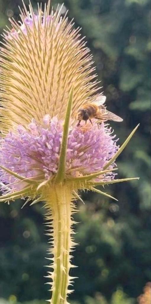 Grote kaardebol, Tuin en Terras, Planten | Tuinplanten, Overige soorten, Ophalen