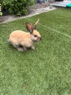 Konijn, Dieren en Toebehoren, Geslacht onbekend, Middelgroot, 0 tot 2 jaar