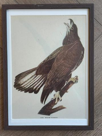 1947 GROOT - Zee Arend - Bald eagle beschikbaar voor biedingen
