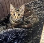 Halve bengaalse kittens, Dieren en Toebehoren, Katten en Kittens | Raskatten | Korthaar, Meerdere dieren, Ontwormd, 0 tot 2 jaar