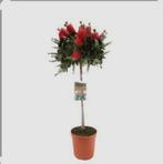 Callistemon Lampenpoetser - Prachtige bloeiende struik, Ophalen, Volle zon, Overige soorten