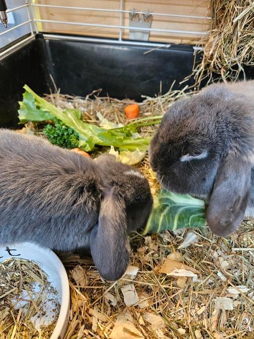 Heel lief minilop koppel hangoor dwergkonijntjes, Dieren en Toebehoren, Konijnen, Dwerg, Meerdere dieren, 0 tot 2 jaar, Hangoor