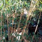 Bamboe, Ophalen, Bloeit niet, Overige soorten, Halfschaduw