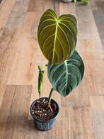 Philodendron Melanochrysum, Huis en Inrichting, Kamerplanten, Ophalen, Halfschaduw, Minder dan 100 cm