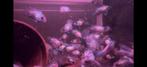 Aequidens pulcher - Electric Blue Acara, Vis