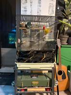 Vogels kakariki met kooi, Ophalen of Verzenden, Hout, Vogelkooi