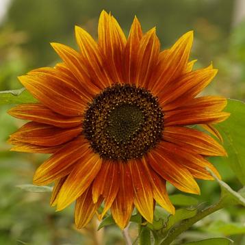 Zaden zonnebloem laag rood (Helianthus annuus) beschikbaar voor biedingen