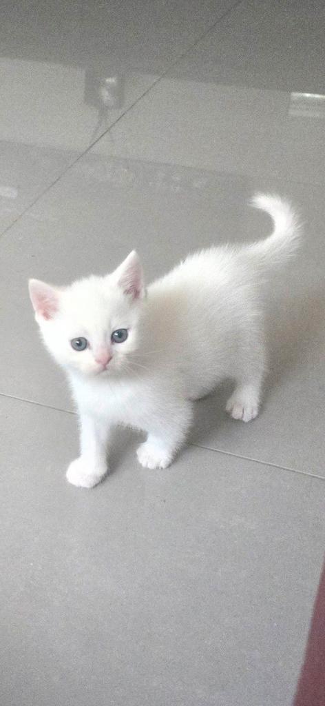Super lief en schattige witte kittens te koop, Dieren en Toebehoren, Katten en Kittens | Raskatten | Korthaar