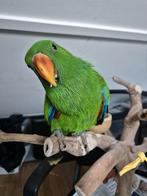 Handtamme edelpapegaai, Mannelijk, Papegaai