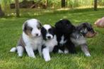 Mooie sheltie pups te koop, 8 tot 15 weken, Meerdere, Meerdere dieren, Middel