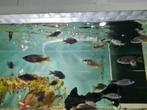 Copadichromis Borleyi Red Kadango Malawi Cichliden, Dieren en Toebehoren, Vis, Zoetwatervis