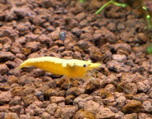 Citroen garnaal backstripe yellow neocaridina davidi, Dieren en Toebehoren, Vissen | Aquariumvissen