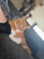 Maine coon kitten kater, Dieren en Toebehoren, Katten en Kittens | Raskatten | Langhaar, Kater, Gechipt, 0 tot 2 jaar