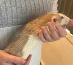 2 super tamme rex husky dumbo rat mannen €25 euro, Dieren en Toebehoren, Knaagdieren, Rat, Mannelijk, Mei, Tam